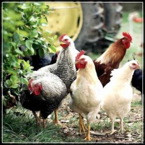 ayam kampung organik