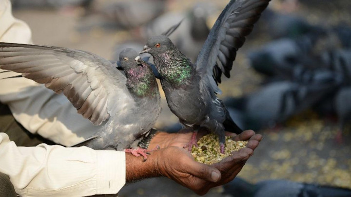 perawatan-burung-dara-balap